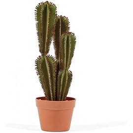 CACTUS EUPHORBIA SUZANNAE 57.5 CM